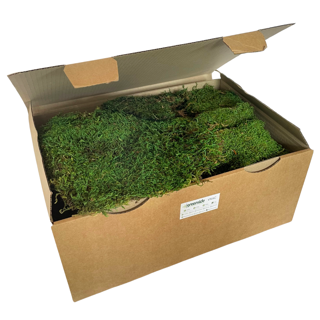 Mousse Plate Naturelle 100g Pour Décoration - Tapis De Verdure Préservé, Environ 30x30 Cm - Idéal Bricolage, Terrarium, Noël, Mariage - Sans Entretien